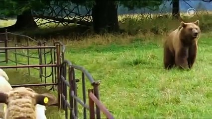Brave dog chase away big brown bear