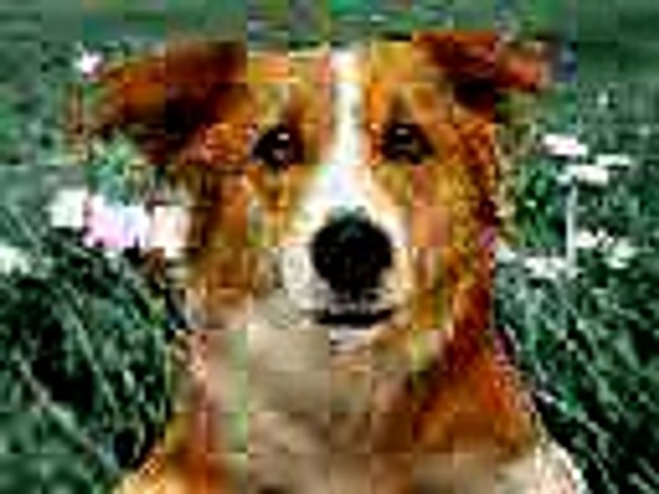 Dog message.