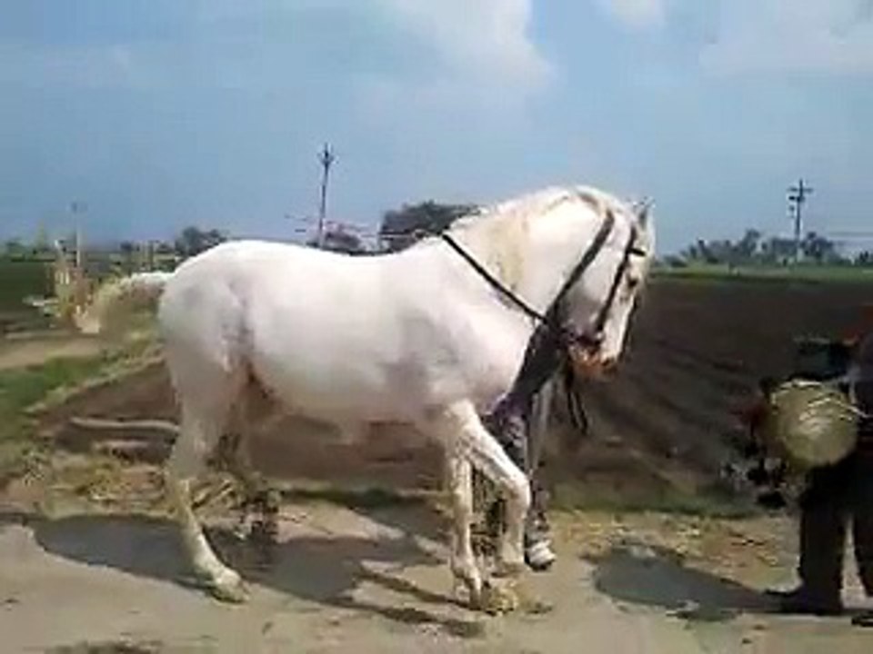 Horse Dancing
