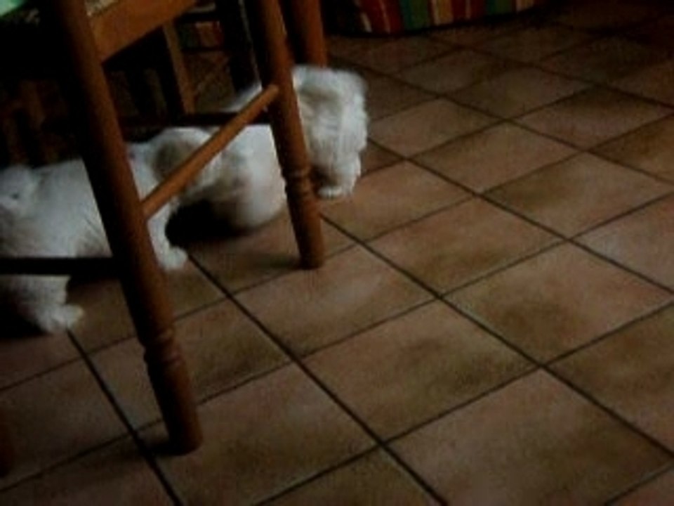 Combat de bichon