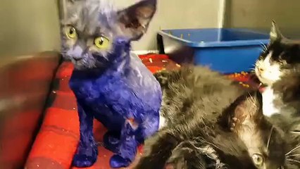 Ils l'ont teint en violet, et l'ont utilisé comme appât pour chiens...