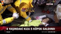 Kağıthanede köpek dehşeti - atv Ana Haber