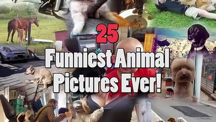 25 Funniest Animal Pictures Ever