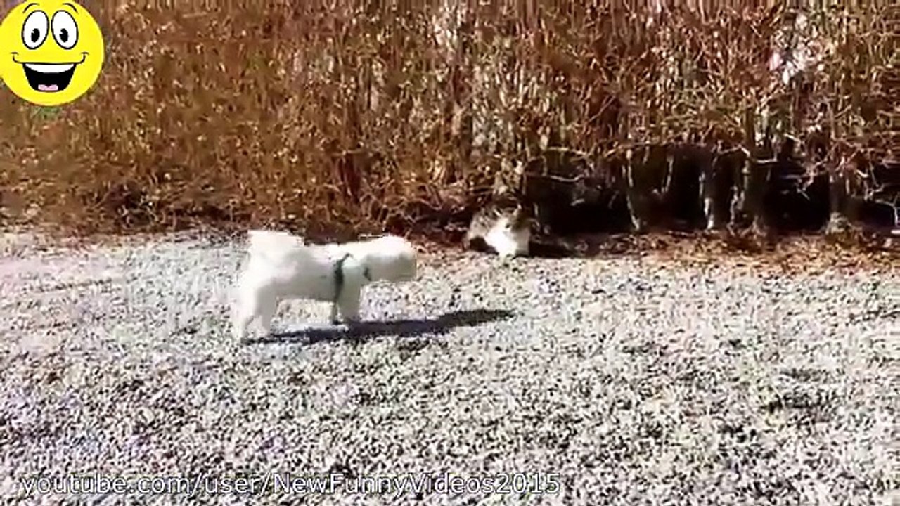 Best Funny Videos Dogs scared of cats Funny animal compilation