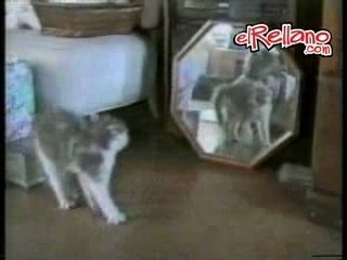 Gatitos y gatos  Graciosos