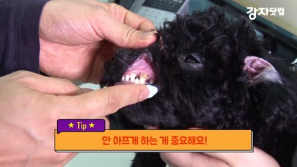 수의사가 직접 알려주는 '강아지 이빨 닦는 방법!'