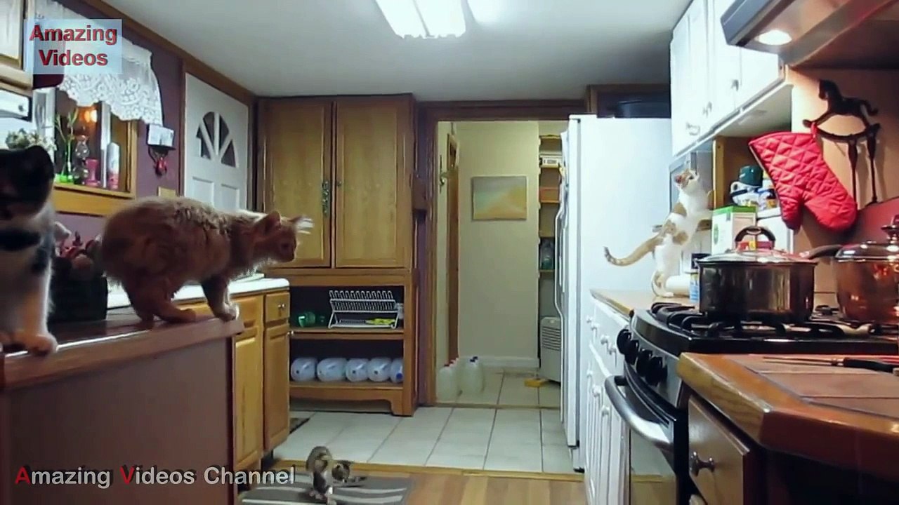 Funny Cats Jump Fail - Part 2 2016