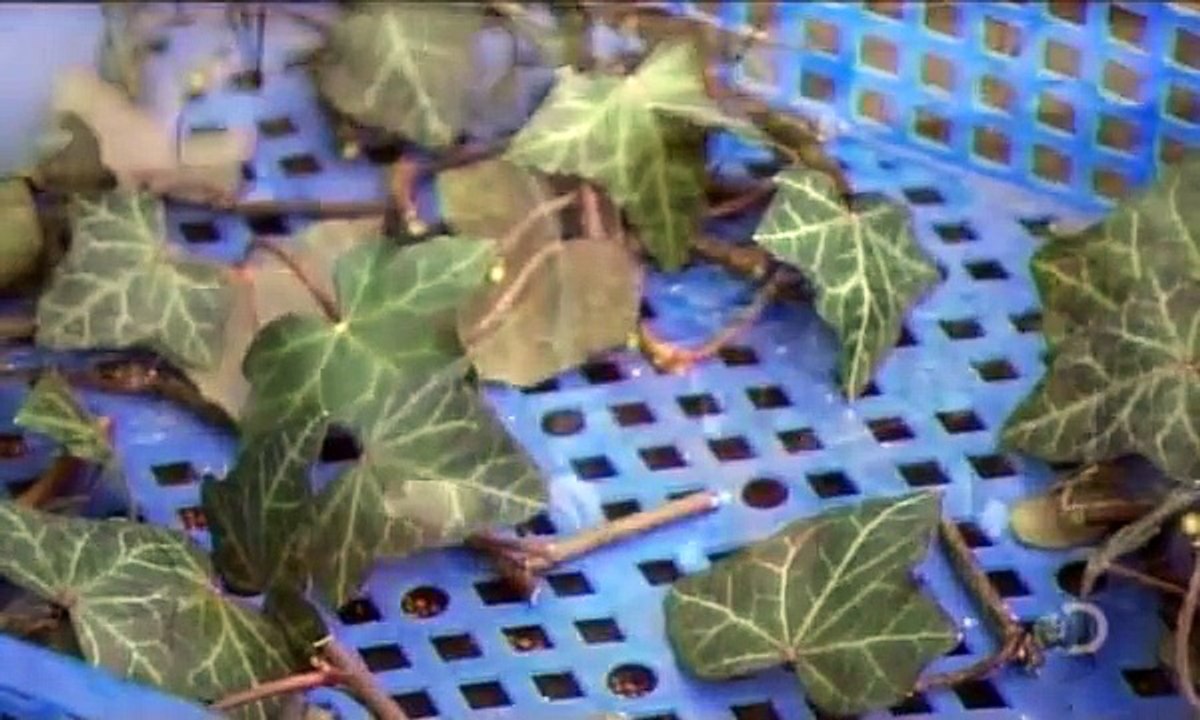 How Its Made - Living Walls