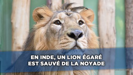 En Inde, un lion égaré est sauvé de la noyade