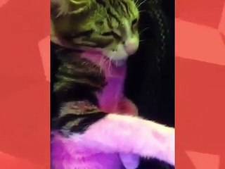 Scorp - Sex Kasedi Bulsan Ne Yaparsın