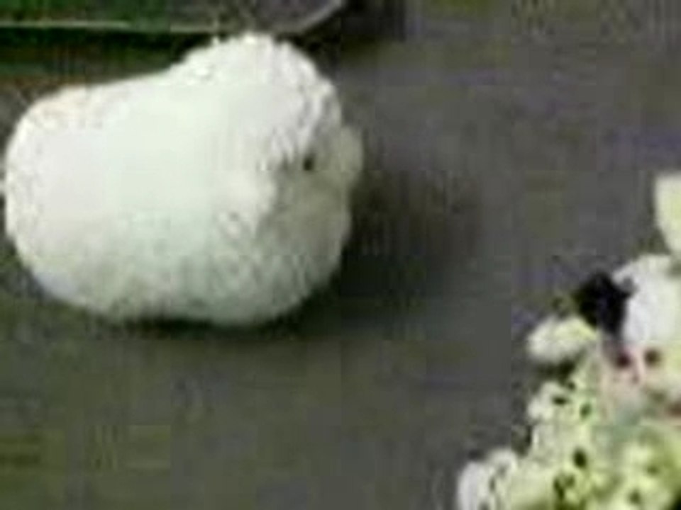 Mouton versus Marsupilami