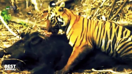 Kaplanın Yaban Domuzu Avı