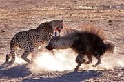 Çita ve Sırtlan Karşılaşmaları