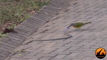 Kuş ile Yılanın Zorlu Mücadelesi