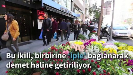 Yılbaşı İçin Kokina Bitkisi Toplayan Romanların Hikayesi