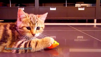 The best of 2016 Funny Cats and Nice Fish
