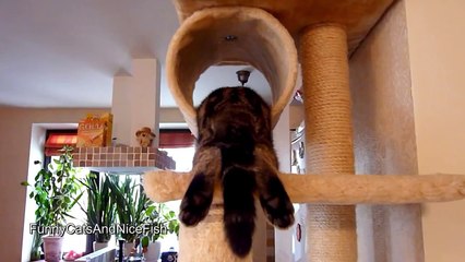 The best of 2016 Funny Cats and Cute Kittens Sleeping in Weird Positions Compilation