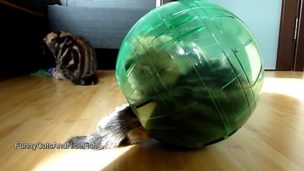 The best of 2016 Funny Cats and Hamster Ball adventures