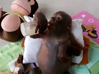 Budi drinks from a bottle