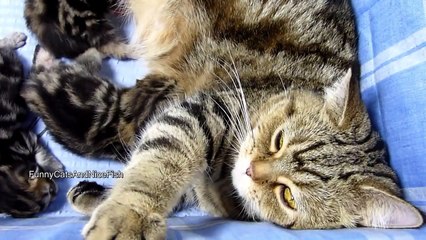 The best of 2016 Happiness of Mom Cat Coco. Cute Cat Moments