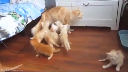 The best of 2016 Top 10 Funny Cat Videos Top 10 tricks with cats