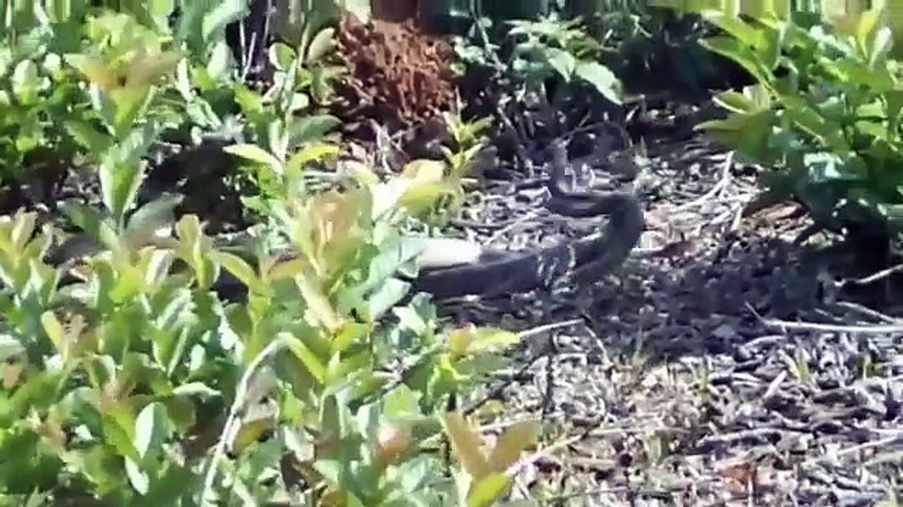 Funny Animal Animal Mating Best Moment Compilation 2015 Animals Mating 3