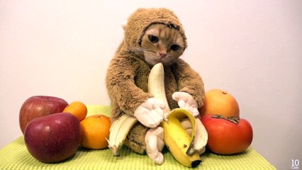 Un chat déguisé en singe mange une banane
