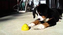 Funny cats and dogs react to lemons Funny animal compilation