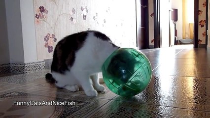 The best of 2016 Funny Cat Rocky and Hamster Ball
