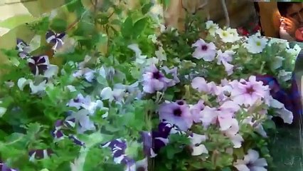 nazia iqbal sad song mara lar sha janana bewafa ye mr niazi   YouTube