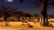 Lion's Fight To  Africa's Dry Savannah - Wildlife Documentary
