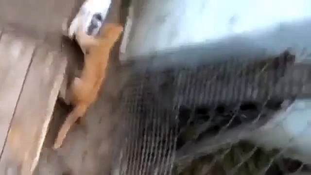 Котёнок шугает бедных кроликов