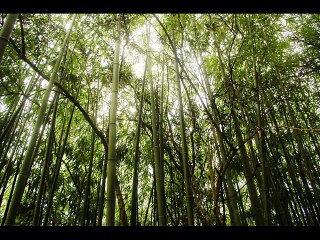 LAPA DOS ESTEIOS - COIMBRA - FOTO VIDEO TVCOIMBRA