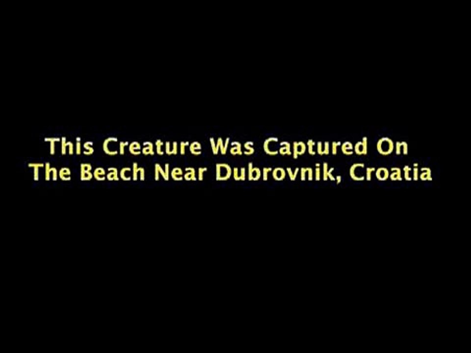 Shocking!!! Unknown Creature Captured On The Beach Near Dubrovnik