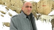 Midyat'ta Belediye Sahipsiz Eşekler Soğuktan Donmasın Diye Barınakta Topladı