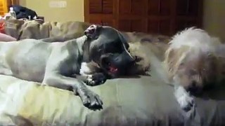 Pit Bull vs. Terrier (Maggie & Bonnie) - Please subscribe (By Eldad Hagar)