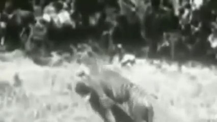 Giant Anaconda Us Tiger anaconda eat animals tiger (must watch)