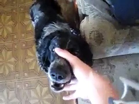 Собака-ржака)))))