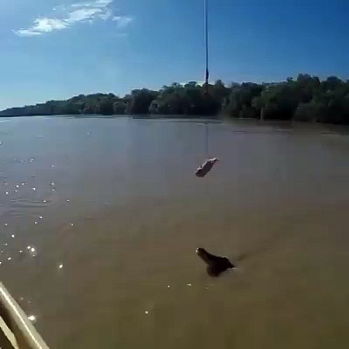 How high can an alligator jump