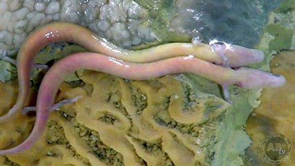 Monsters Found In A Cave! 5 Weird Animal Facts : AnimalBytesTV