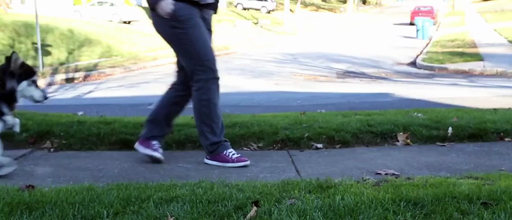 This Dog Gets 3D-Printed Prosthetics! What He Does Is Amazing!