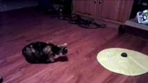 Man Scares Tortoiseshell Cat and Cat Jumps Ridiculously High Funny Video