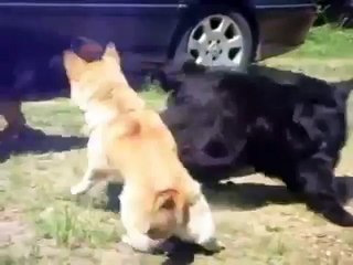 Kedilerin Kavgasını Ayıran Köpekler