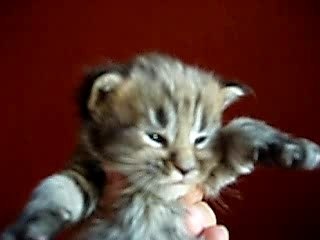 miaou miaou