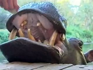 Un hippopotame comme animal de compagnie