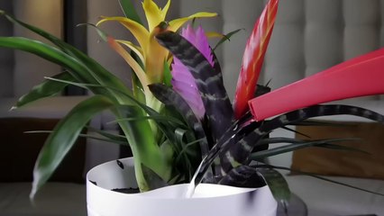 Parrot Pot - Gardez un oeil sur la santé de vos plantes