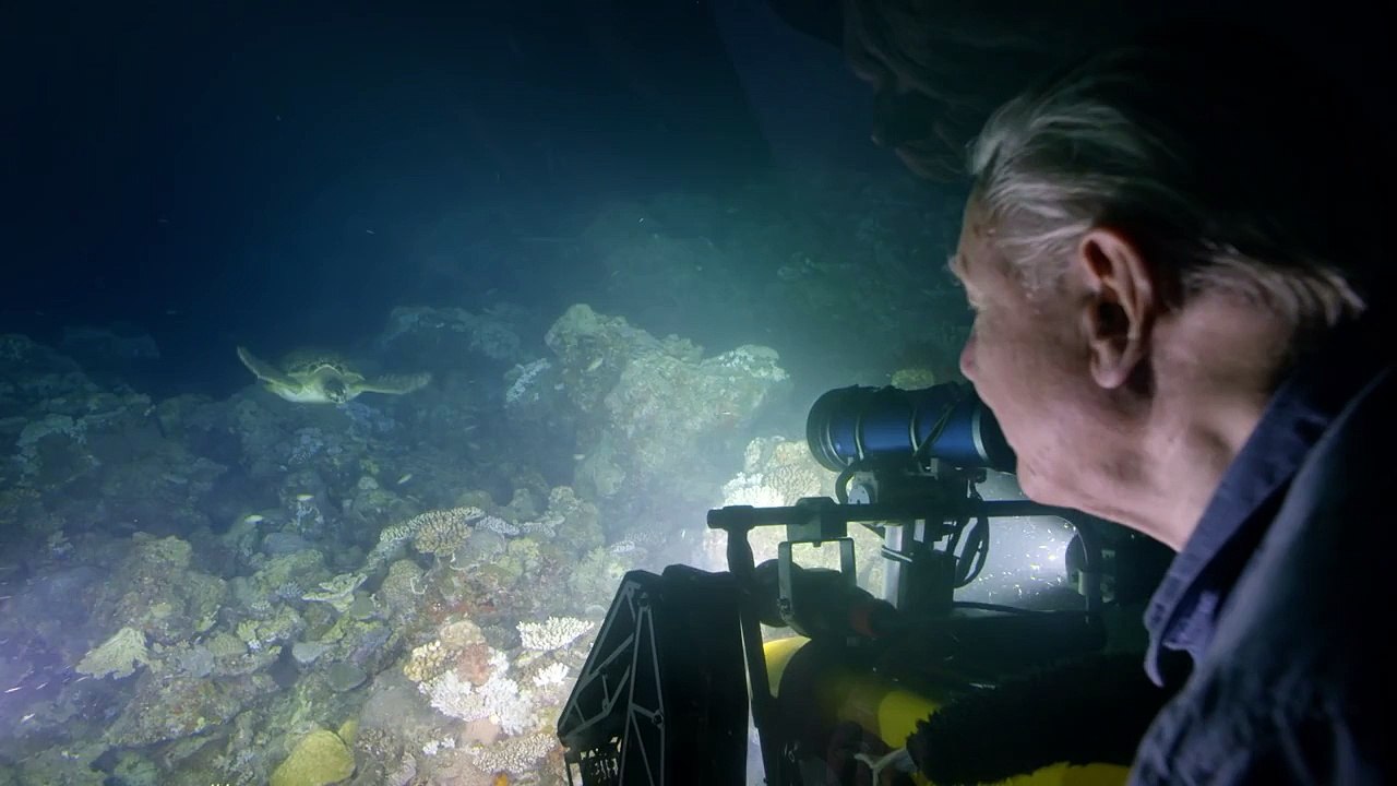 Encountering a green turtle - Great Barrier Reef with David Attenborough: Episode 1 Preview - BBC