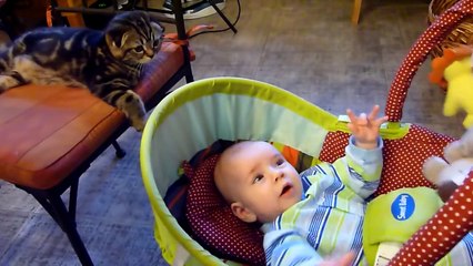 The best of 2016 Baby Meets Cute Kitten
