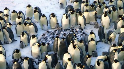Snow chick is embarrassingly big for his pouch - Snow Chick: A Penguins Tale Preview - BBC One