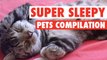 Super Sleepy Pets || Pets Sleeping Compilation